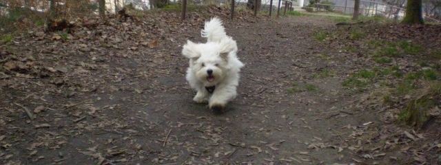 maltezak-crop.jpg maltezak-crop.jpg