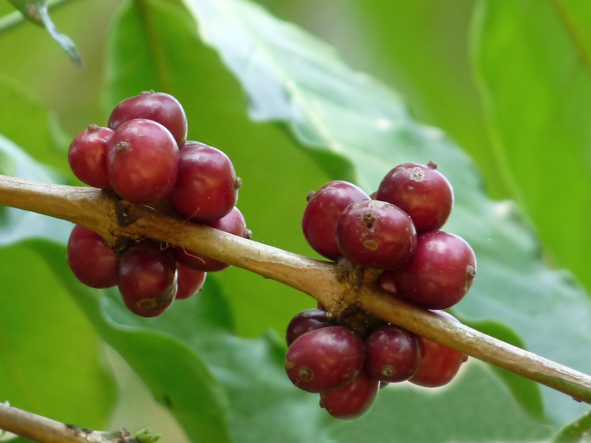 coffea-canephora-2-at-aanakkulam.jpg coffea-canephora-2-at-aanakkulam.jpg